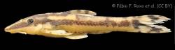 Curculionichthys_paresi_HT_MZUSP_115062_lat.jpg