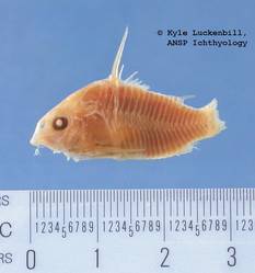 ANSP_8290_amphibelus_lateral_HT_KL.jpg