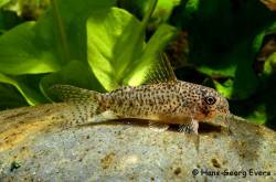 CW133_female_bycatch_CW86_sm.jpg