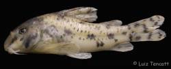 C_lacrimostigmata_HT_lateral_Tencatt.jpg