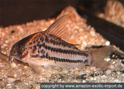 C_ornatus_Shortnose_AM.jpg
