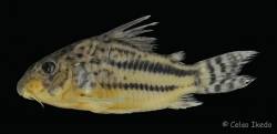 C_pavanelliae_HT_lat_MNRJ_43317.jpg