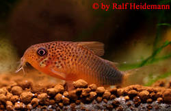 Corydoras-similis-rot-1.jpg