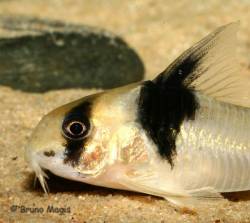 Corydoras_CW049_d2.JPG