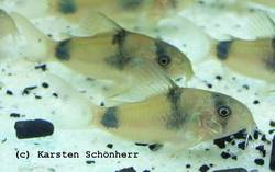 Corydoras_Weitzmani_von_Karsten_Sch_nherr1.jpg