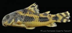 Corydoras_froehlichi_HT_lat_MCP_48433.jpg