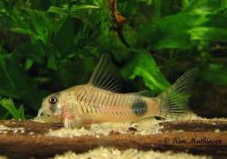 Corydoras_ortegai_800.JPG