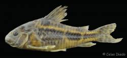 Corydoras_paleatus_lat_NRM_54230.jpg