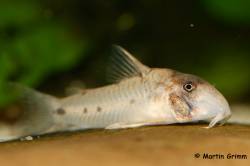 Corydoras_rikbasksta_MG_4161_1200.jpg
