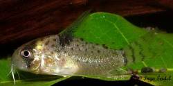 Corydoras_sp_CW046.jpg
