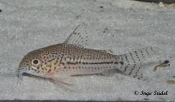 Corydoras_sp_CW050_800.jpg