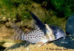 Corydoras_sp_c1541.jpg