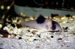 Corydoras_sp_cf_CW049_1_800.JPG