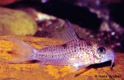 Hans_Gruber_Corys_800_009_003b.jpg