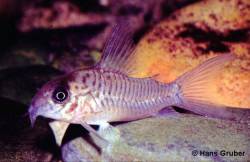 Hans_Gruber_Corys_800_011_003b.jpg