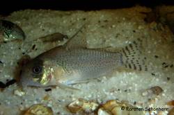 aff_approuaguensis_KS_7049.jpg