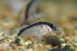 arcuatus03jj.jpg