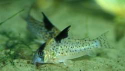 brevirostris01jj.jpg