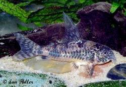 c_longipinnis.jpg