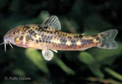 c_micracanthus.jpg
