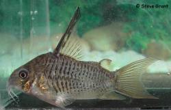 corydoras_armatus.jpg