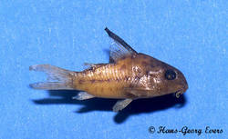corydoras_boehlkei_HGE.jpg