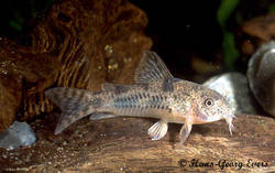 corydoras_carlae_HGE.jpg