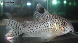 corydoras_copei.jpg