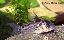 corydoras_evelynae_HGE.jpg