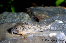 corydoras_flaveolus_HGE.jpg