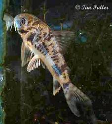 corydoras_sp_c114.jpg