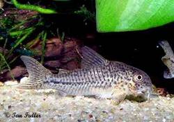 corydoras_sp_c129.jpg