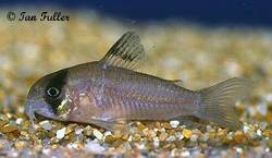 corydoras_sp_c139.jpg