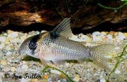 corydoras_sp_c142.jpg