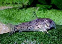 corydoras_sp_c144.jpg