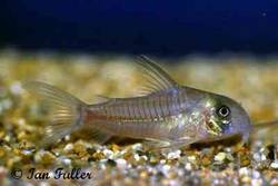 corydoras_sp_c73.jpg