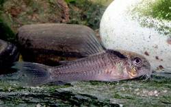 corydoras_sp_cw030.jpg