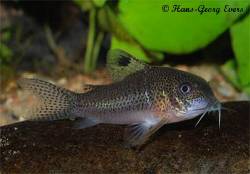 corydoras_sp_cw039.jpg