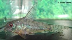 corydoras_sp_cw24_2.jpg