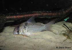 corydoras_sp_cw81.jpg