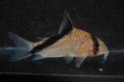 corydoras_sp_rio_jurua_species_large_CW088_SG.jpg