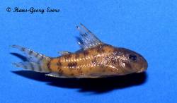 corydoras_steindachneri_HGE.jpg