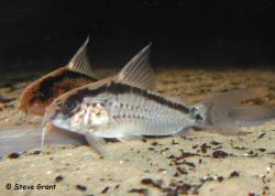 corydoras_urucu.jpg