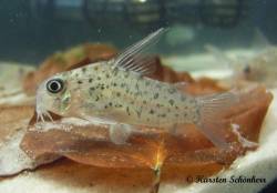 loretoensis_KS_4134.jpg