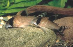 oiapoquensis01is.jpg