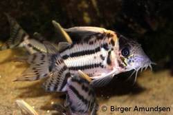 pulcher_CW028_12553.JPG