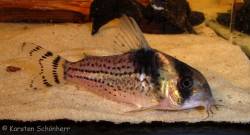 surinamensis_KS_10744.jpg