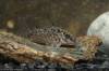 --Corydoras_sp_CW112.jpg
