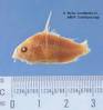 ANSP_8290_amphibelus_lateral_HT_KL.jpg