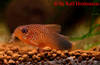 Corydoras-similis-rot-1.jpg